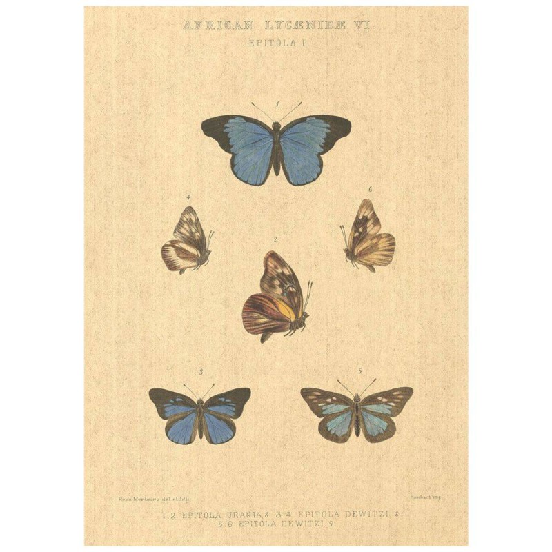 Flax Art Poster | Encyclopedia Butterfly A | FWP-AP-EN2A